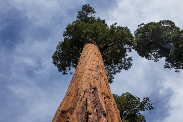 Quelles plantes choisir pour un jardin d'ombre sèche sous un grand arbre?