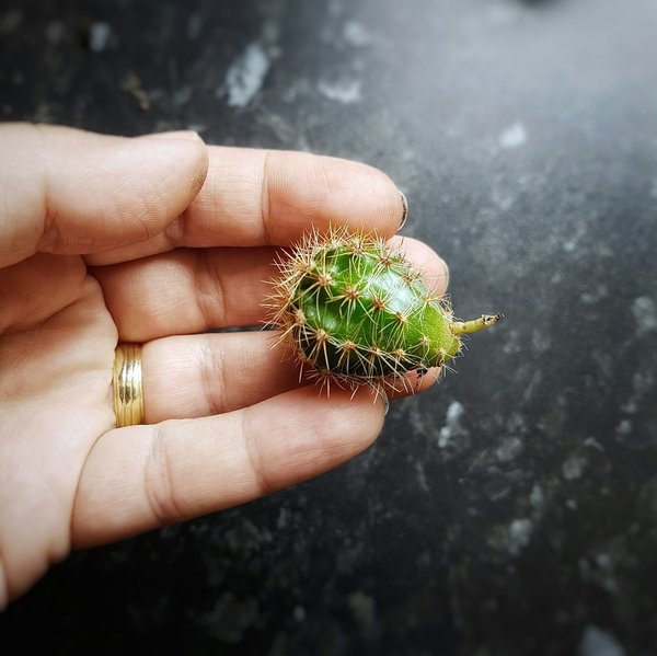 Comment créer un jardin de succulentes en intérieur avec éclairage artificiel?
