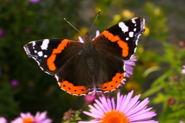 Quelles sont les meilleures plantes pour un jardin de papillons en bord de mer?