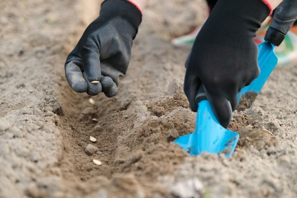 Transformez votre jardin avec des graines potagères originales